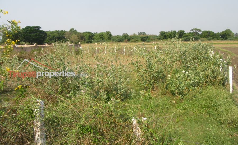 158 Anks West Facing #CommercialLand for Sale Near Nennoor, #Tirupati